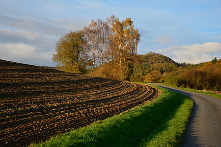 green grass beside road thumbnail