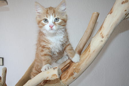 tabby cat on drift wood thumbnail