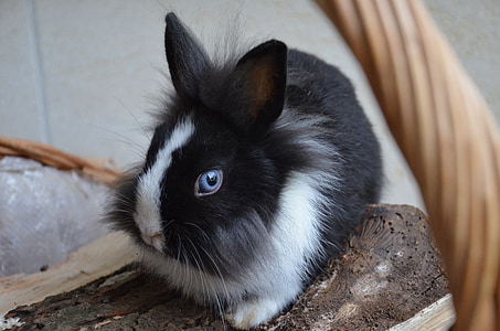 closeup photo of rabbit with blue eyes thumbnail