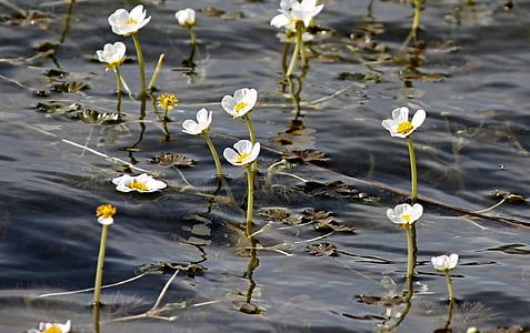 closeup photo of white petaled flowers thumbnail