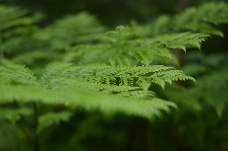 selective focus photo of green leafed plants thumbnail