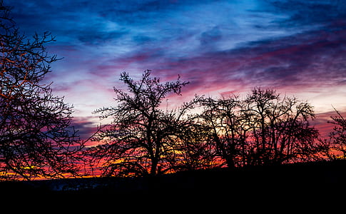 silhouette of trees thumbnail