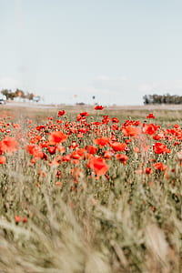 closeup photo of red poppy flowers thumbnail
