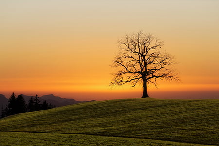 silhouette of bare tree at sunset thumbnail