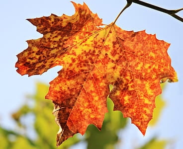 brown and yellow maple leaf thumbnail