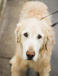 selective focus photography of golden Labrador retriever with snow drop on his head thumbnail