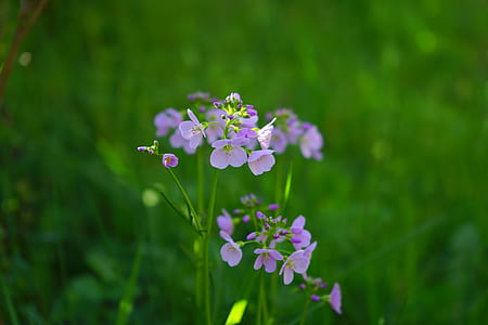selective focus photo of purple petaled flowers thumbnail