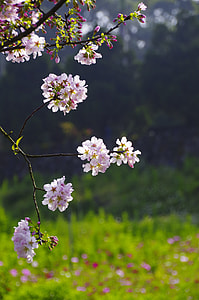 Cherry Blossoms, Flowers And Plants thumbnail