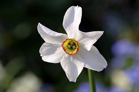 close-up photo of white daffodil flower thumbnail