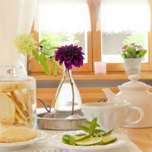 purple dahlia flower in clear glass vase on table thumbnail