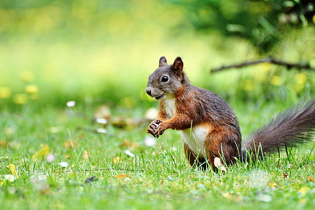 shallow focus photography of brown squirrel thumbnail