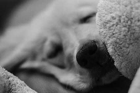 grayscale photography of golden retriever puppy thumbnail
