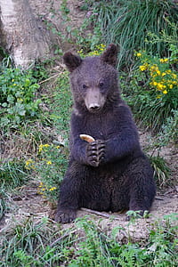 black bear sitting on soil thumbnail