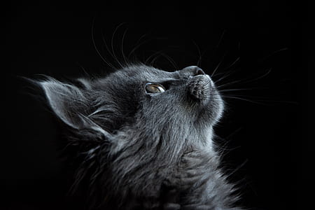 Photo of Gray Cat Looking Up Against Black Background thumbnail
