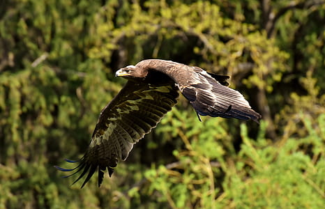 falcon flying near trees thumbnail
