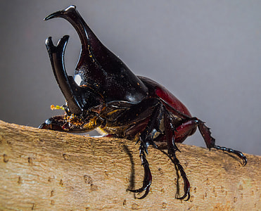 Tropical Beetles, Rhinoceros Beetle thumbnail