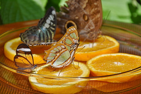 macro photography of three butterflies on citrus fruits thumbnail