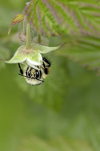 yellow bee on green leafed plant thumbnail