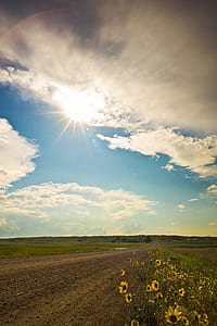 yellow sunflower across grassland thumbnail