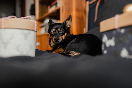 Christmas gifts for a cute little dog thumbnail