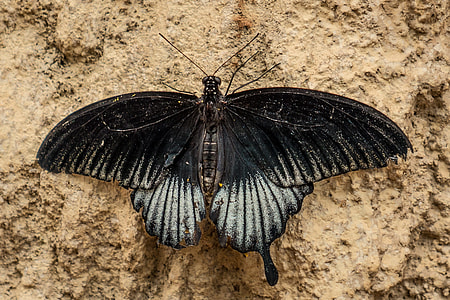 Benalmádena Mariposario, Benalmádena thumbnail