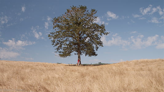 photo of tree on dried grass thumbnail