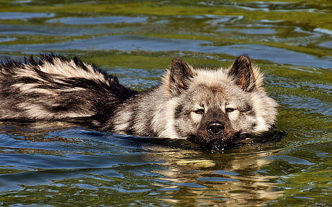 adult tan and black eurasier dog on body of water thumbnail