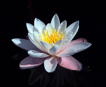 white flower thumbnail