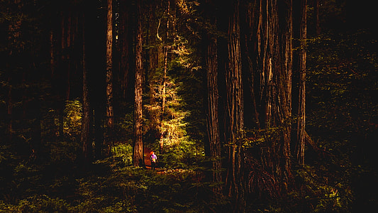 silhouette photography of forest thumbnail