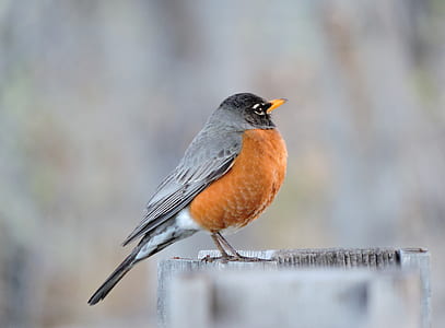 photo of brown and gray short-beak bird thumbnail