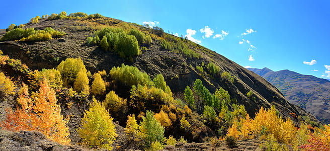 photo of green and white trees at the mountain thumbnail