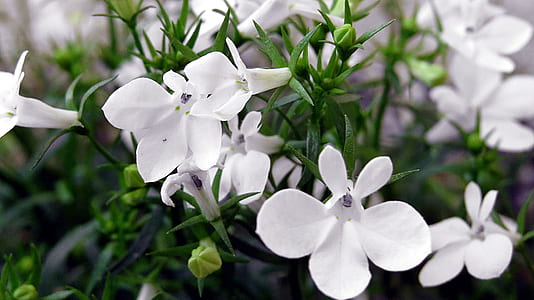 white petaled flowers thumbnail