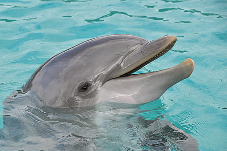 close-up photography of gray dolphin on water thumbnail