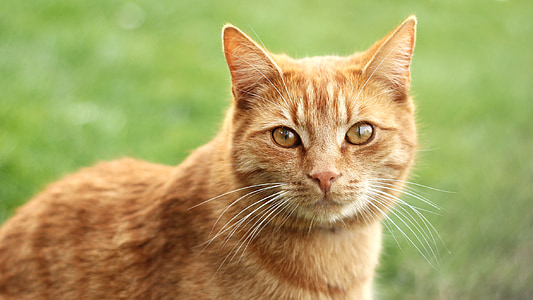shallow focus of orange cat thumbnail