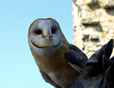 barn owl photo thumbnail