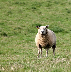 brown sheep on green grass during daytime thumbnail