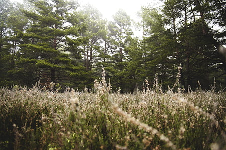 nature, forest, grass, meadow thumbnail