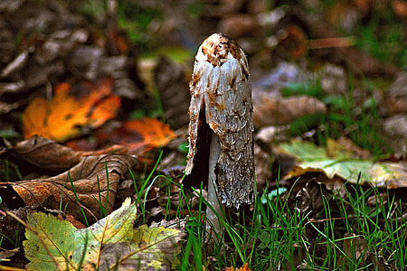 brown and white mushroom thumbnail