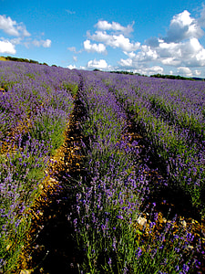 Lavender, Lavender Field thumbnail