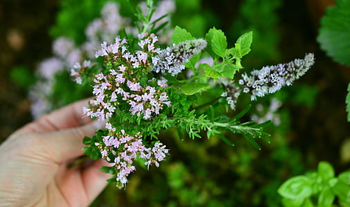 person holding green plant with white flowers thumbnail
