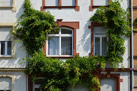 green plant arc collided on white apartment-type building thumbnail
