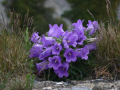 close up photo of purple flowers thumbnail