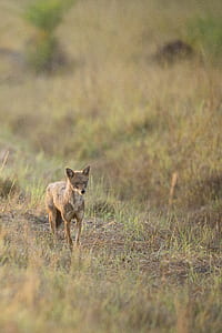 brown fox standing on green grass field thumbnail