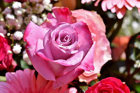 pink blooming rose thumbnail