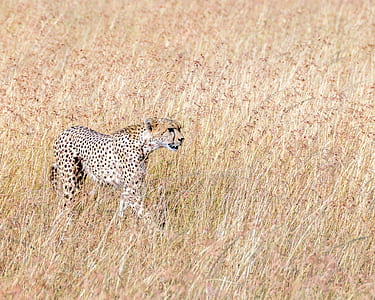 cheetah on brown grass field thumbnail