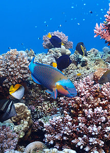 assorted fish beside corals thumbnail