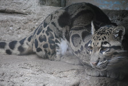 leopard sitting on gray rock thumbnail