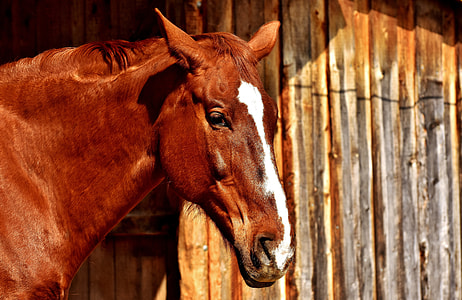 brown and white horse inside stable thumbnail