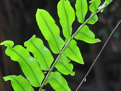 green fern thumbnail