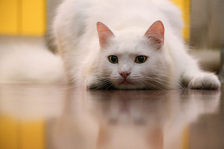 closeup photo of white cat thumbnail